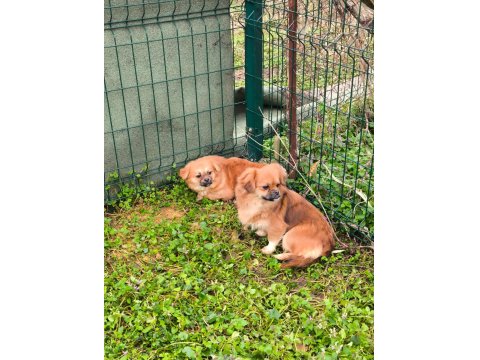 Uyguna Sahiplendirilecek 2 Yaşında Pekinez Dişi