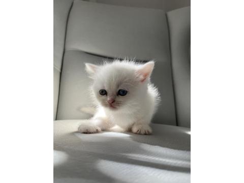 Dişi Güzel British Shorthair Bebeğim