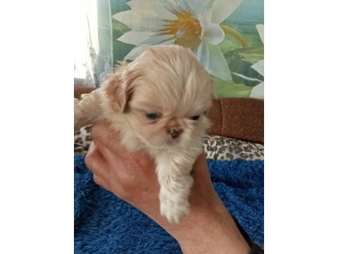 İmperyal Pekinez Köpeği Yavrularımız