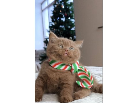 Pop Star Chocolate British Shorthair Yavrumuz