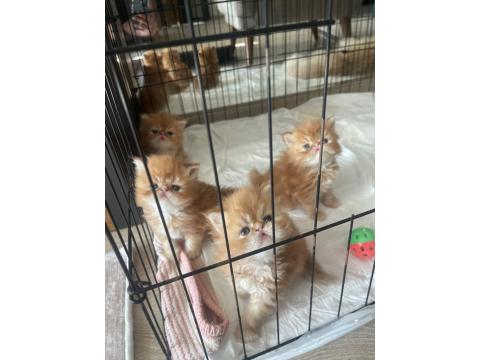 Garfield Egzotic Yavru Kediler