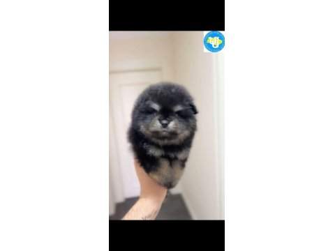 Ayı Surat Pomeranian Boo Son Erkek Yavrumuz