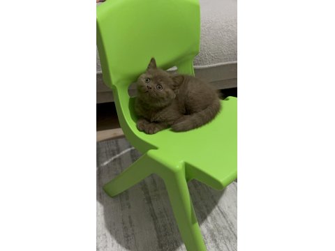 Cinnemon Fawn British Shorthair Yavrularımız