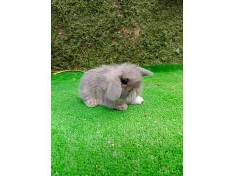 1 Aylık Gri Hollanda Teddy Lop Tavşan