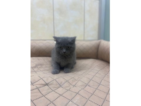 K9 Avrupa Çitliğinden Irk Ve Sağlık Garantili Brıtısh Ve Scottish Yavruları