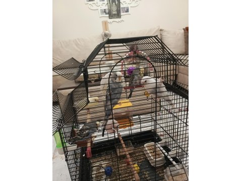 Muhabbet Kuşu Yavruları