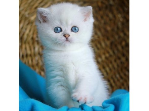 A Kalite Blue Point Yavru Kediler