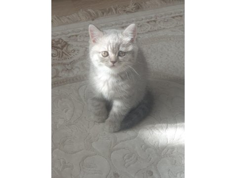 Bulunmaz Güzellikte Yavru Kedilerimiz Bakmaya Değer