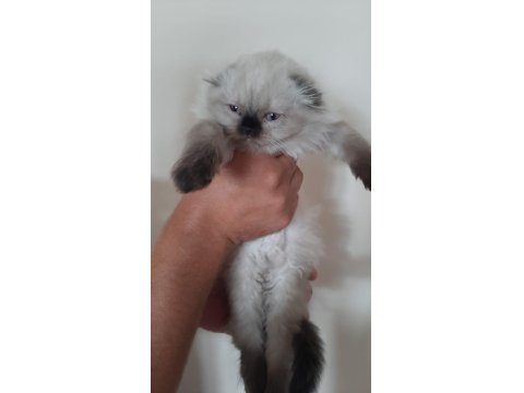 Blue Point Scottish-British Shorthair Yavrular Sahiplendirme