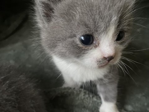 British Shorthair 40 Günlük