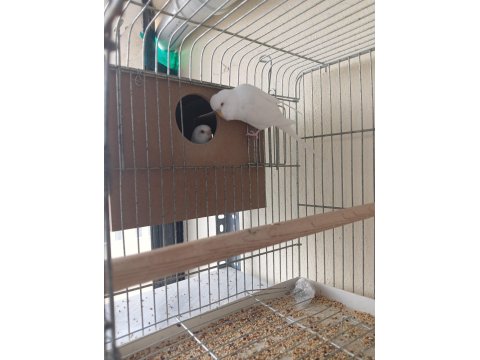 Albino Takım Muhabbet Kuşu