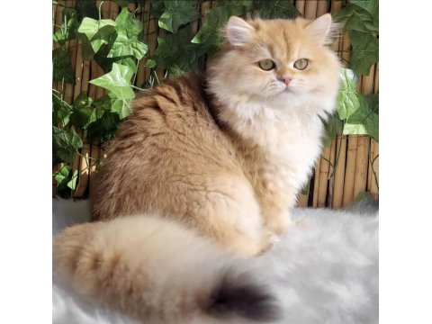 British Longhair Erkek Açıklamayı Okuyun