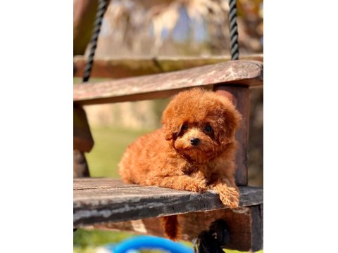 Poodle Çiftliğinden Micro Boy Poodle Yavrularımız