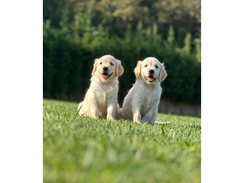 Safkan Golden Retriever Bebeklerimiz