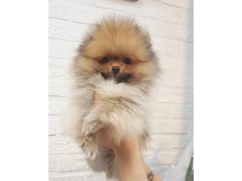 Sevimli Pomeranian Boo Köpekler