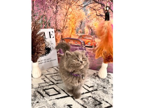 Show Kalitede Yavrular Yuva Arıyor