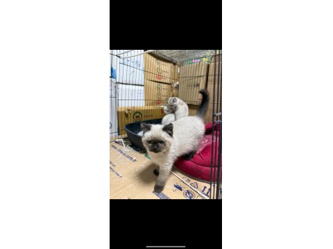 Sağlıklı Ve Bakımlı British Shorthair