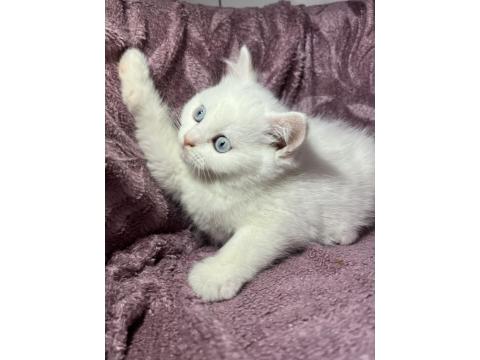 British Güzel Bebek