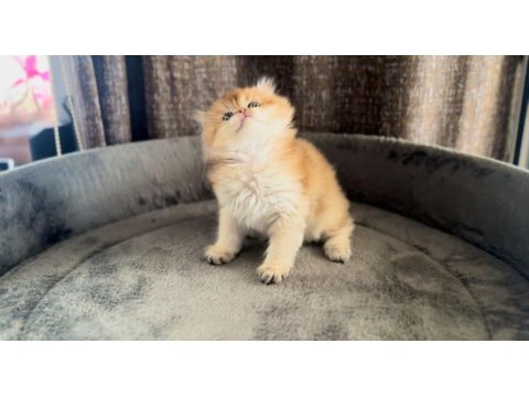 Show Kalite Ny11 Yavru Kediler