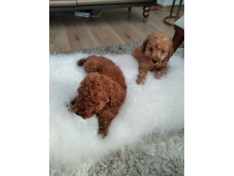Orjinal Toy Poodle Yavrular