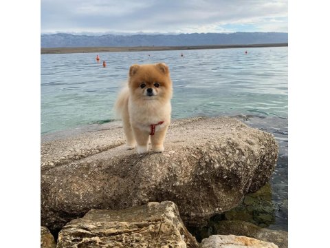 1 Yaşında Kadayıf Pomeranian İyi Aileden