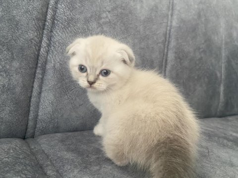 41 Günlük Beyaz Scottish Fold Yavru