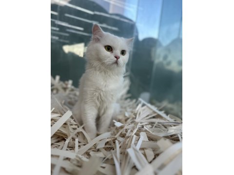 Muhteşem Gri Beyaz British Yavrular