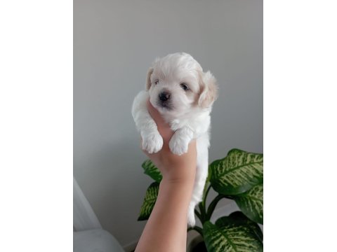 0 Numara Maltese Yavrularımız