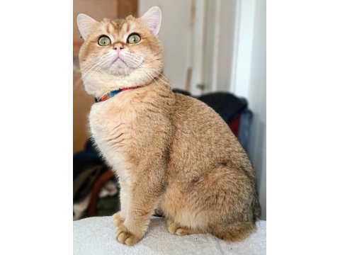 Gerçek Güzelliği Arayanlara Kedi Yavrularımız Rezerveye Açıldı