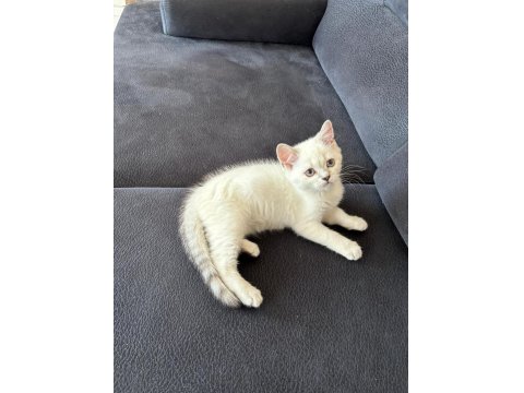 2 Aylık British Shorthair Kedisi