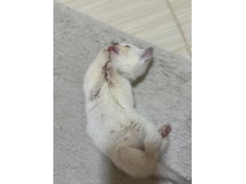 Tatlı Uysal British Bebişler