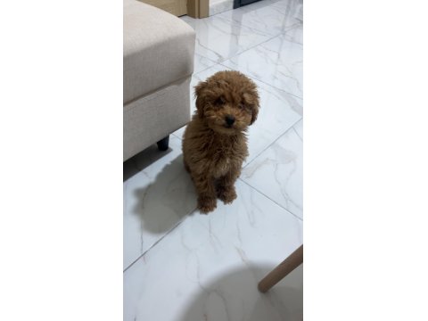 3.5 Aylık Erkek Poodle Hatay