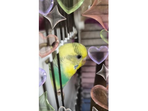 Sağlıklı Çift Muhabbet Kuşu Yumurtalı