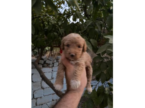 Mikro Poodle Bebekler