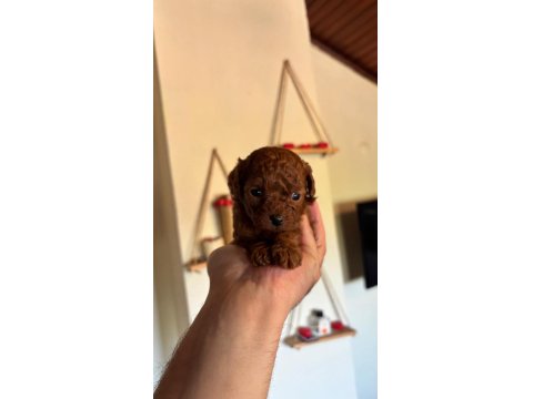 Kore Kan Redbrown Poodle Bebekler
