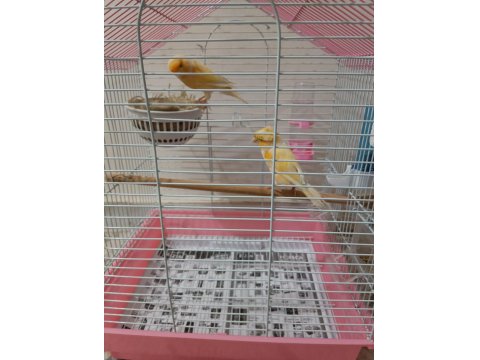 Bir Çift Muhabbet Kuşu İle Bir Çift Kanarya