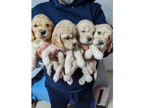 Son 2 Dişi Yavru Amerikan Cocker