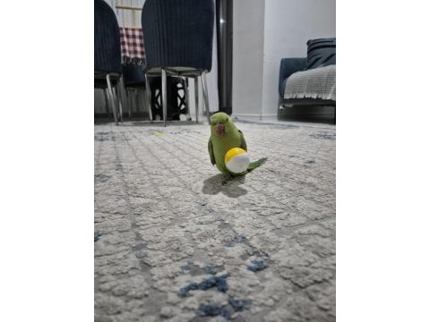 Yarı Evcil Pakistan Papağanım