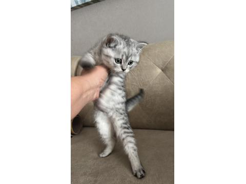 Safkan British Shorthair Ve Scottish Straight Yavrular