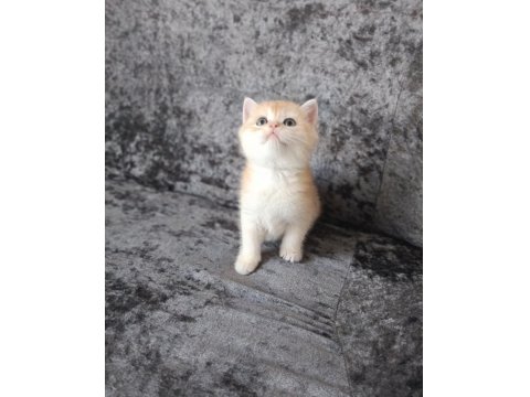 Miyavvvvv Ny11 Kedimiz