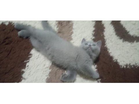 2 Aylık British Shorthair Dişi
