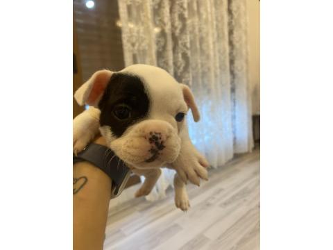 Maskeli Tek Maskeli French Bulldog