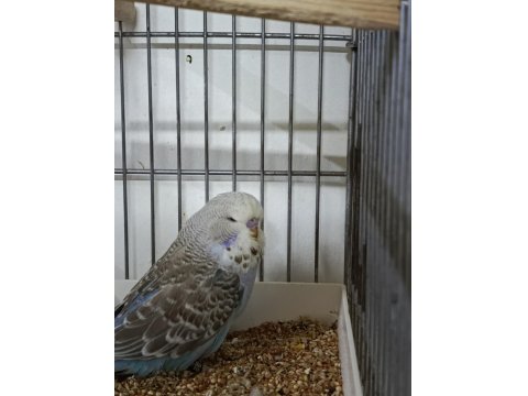 Mutasyon Üst Vasıf Show Muhabbet Kuşu Yavrular