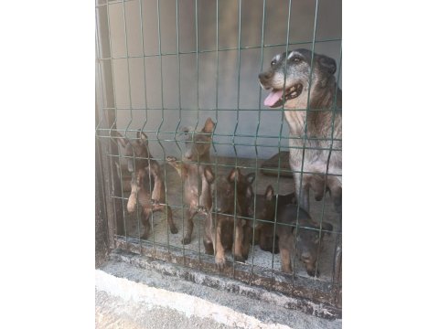 Sağlam Kan Belçika Malinois Yavruları
