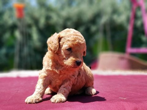 Yavru Maltipoo