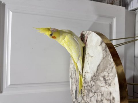 Sultan Papağanı Yavruları Sahiplendirilecek (₺)