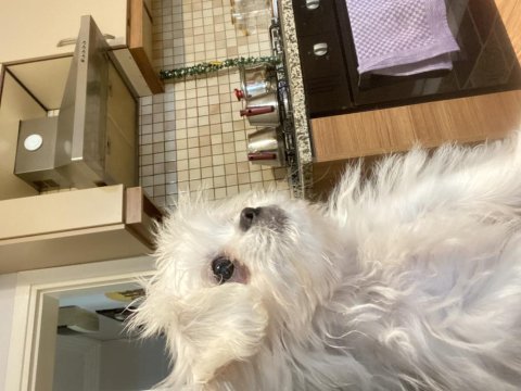 1 Ocak Doğumlu Kore Maltese Yavrumuz Evde Büyüdü Uysal Ve Tuvalet Eğitimi Var