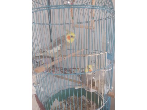 İki Sultan Papağanımı Kafesle Beraber