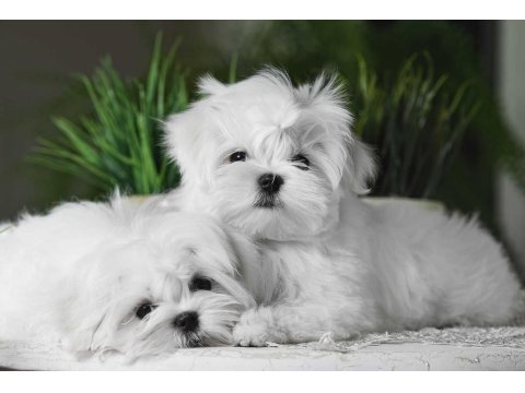Korean Maltese Terrier