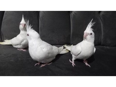 Beyaz Yavru Sultan Papağanları